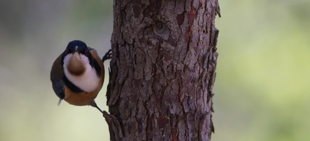 a small bird standing on the side of a tree