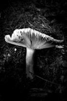 A black and white photograph of a single mushroom growing in a forest environment. The mushroom is prominently featured with a tall, thick stem and a wide cap displaying detailed gills underneath. The ground is covered in grass and dried leaves, contributing to the natural setting.