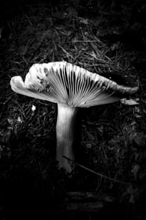 A black and white photograph of a single mushroom growing in a forest environment. The mushroom is prominently featured with a tall, thick stem and a wide cap displaying detailed gills underneath. The ground is covered in grass and dried leaves, contributing to the natural setting.