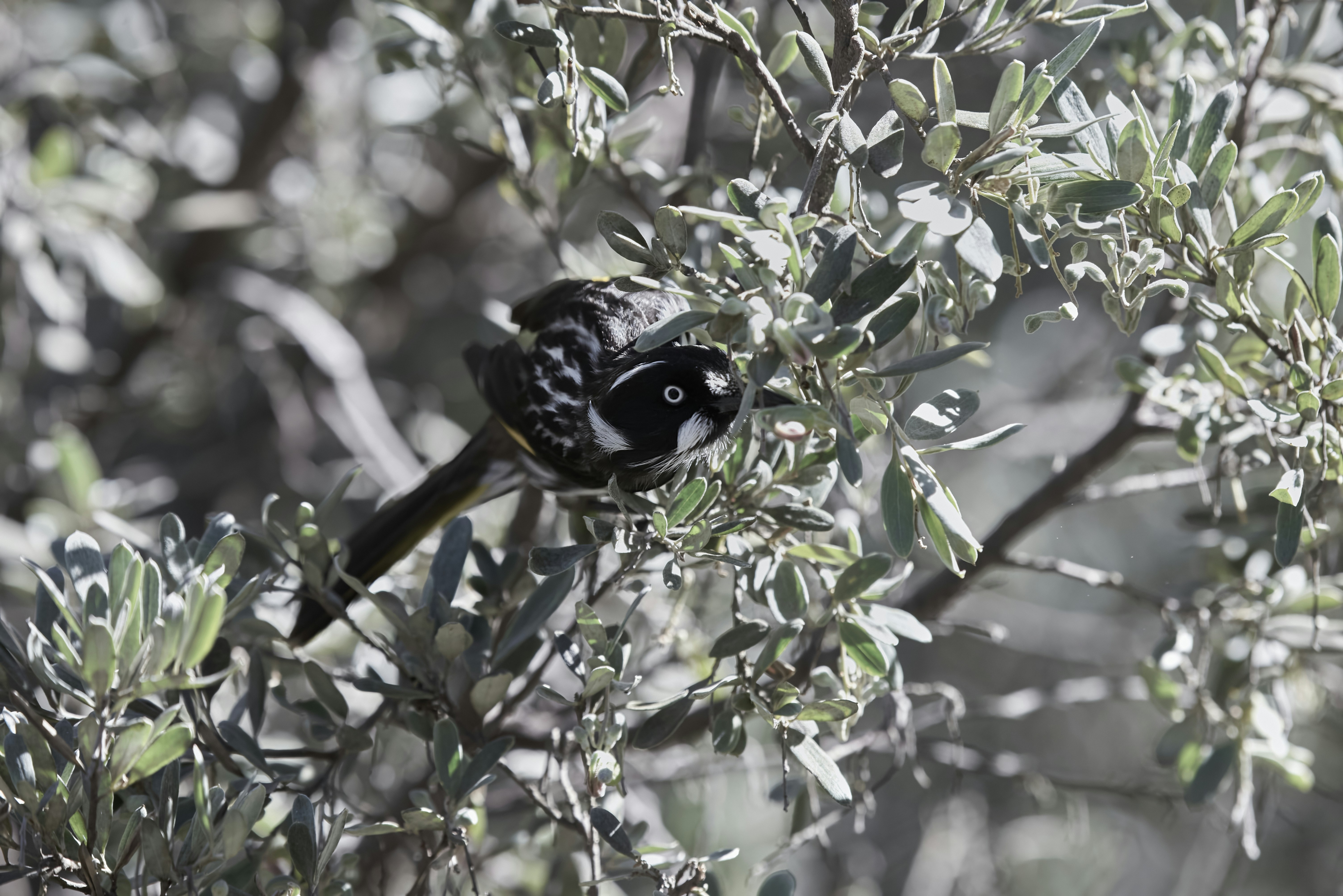 un oiseau noir perché au sommet d’une branche d’arbre