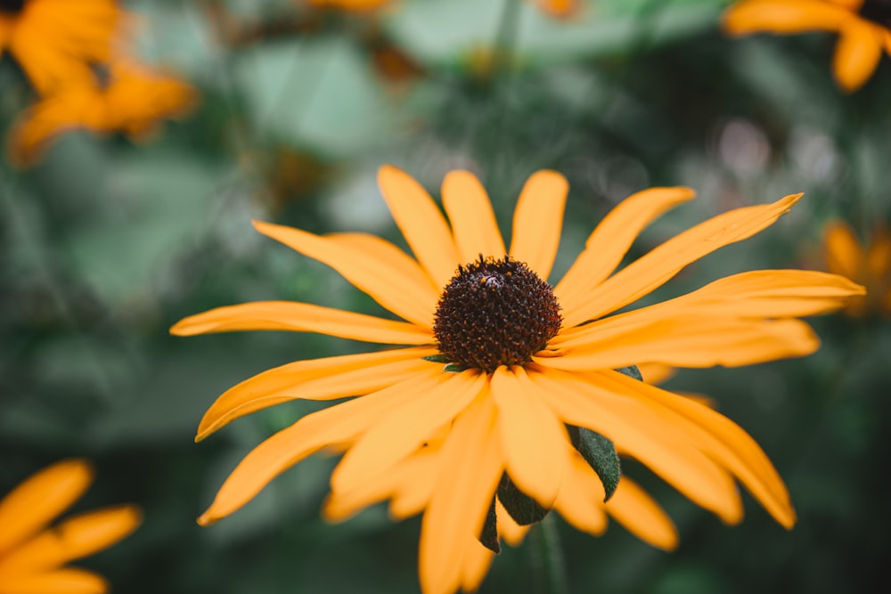 a close up of a yellow flower with a blurry background