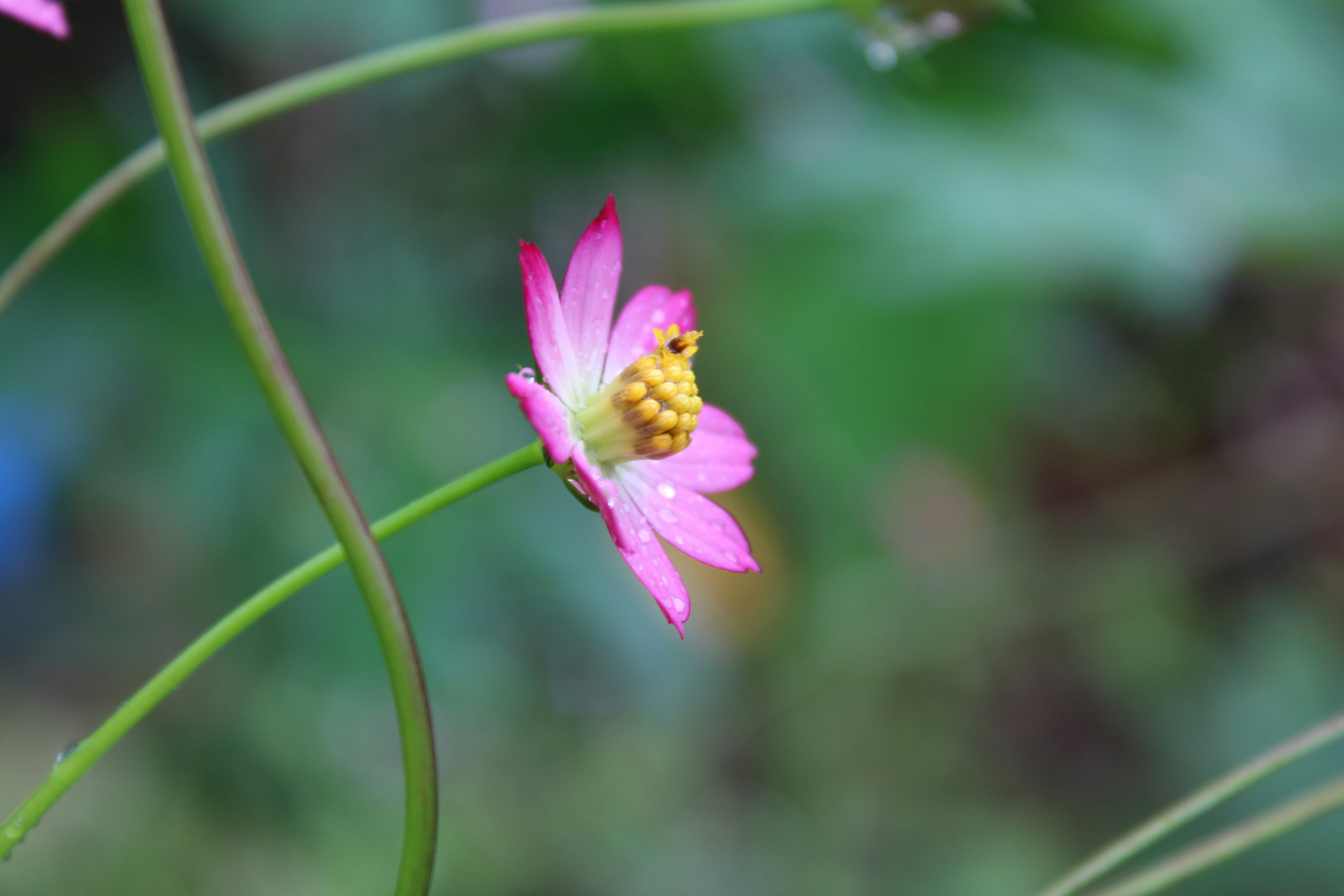 Photo by dilani_wicky