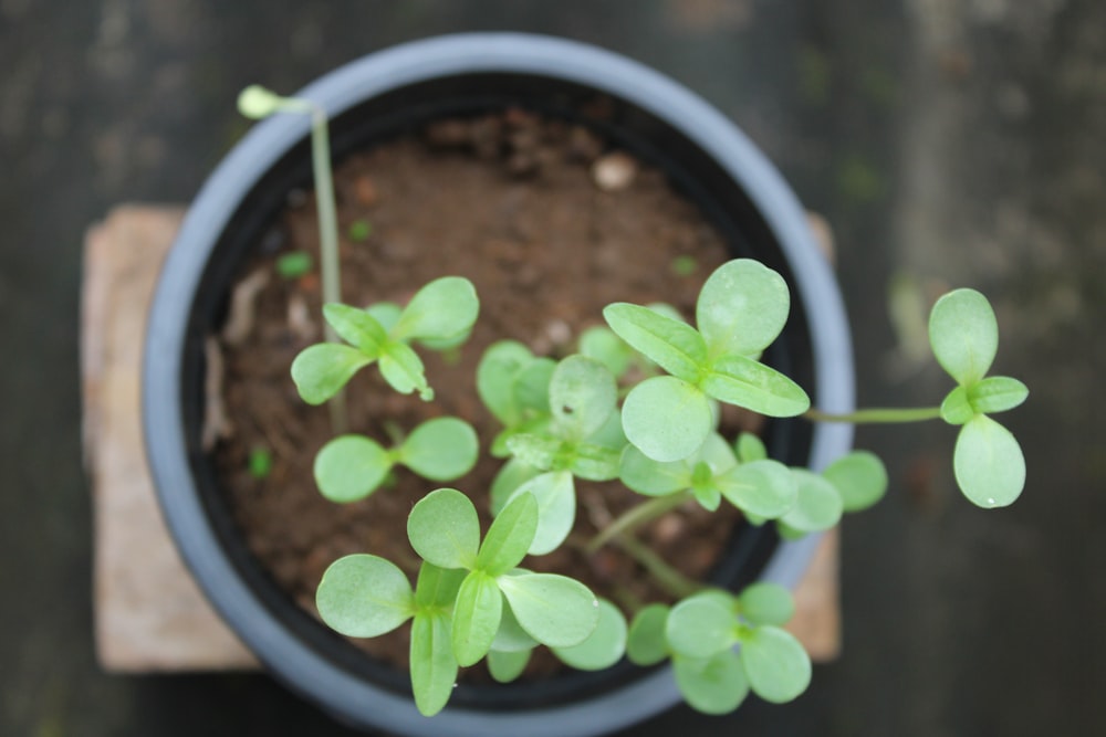 una planta en maceta con pequeñas hojas verdes