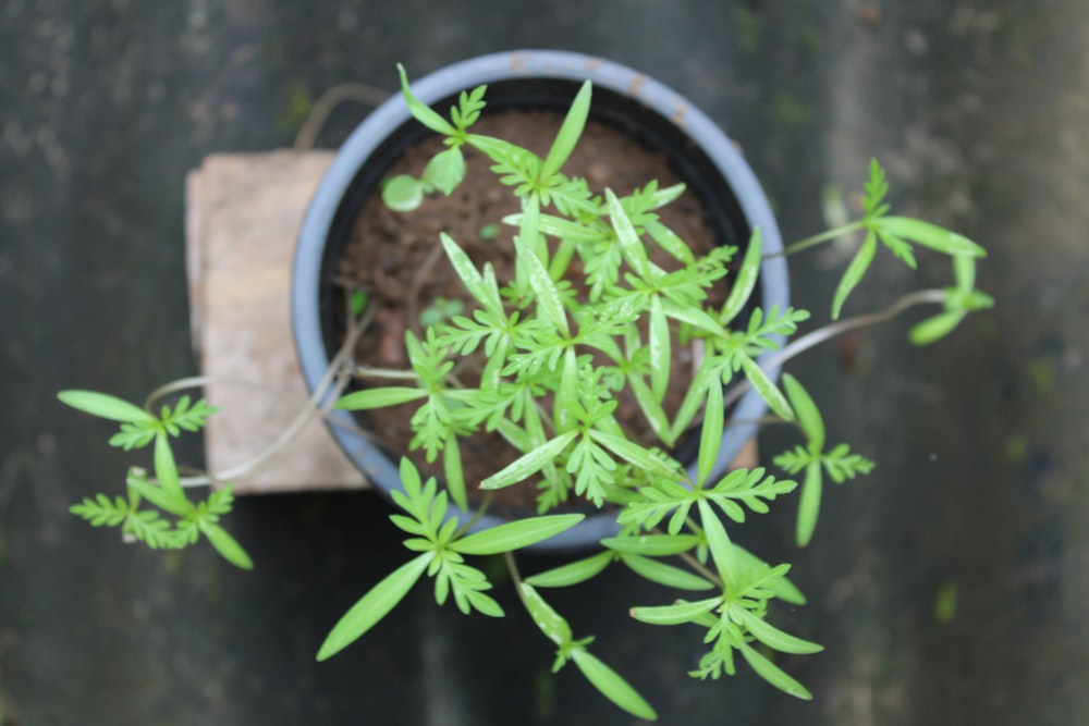 a small potted plant with green leaves