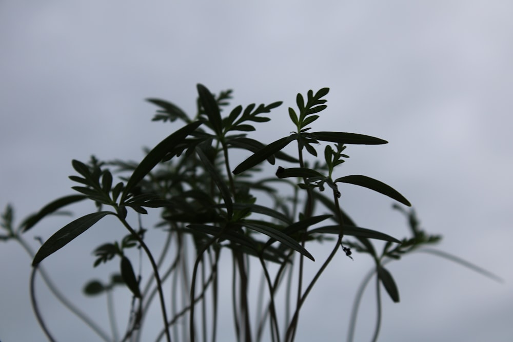 Un primer plano de una planta en un día nublado