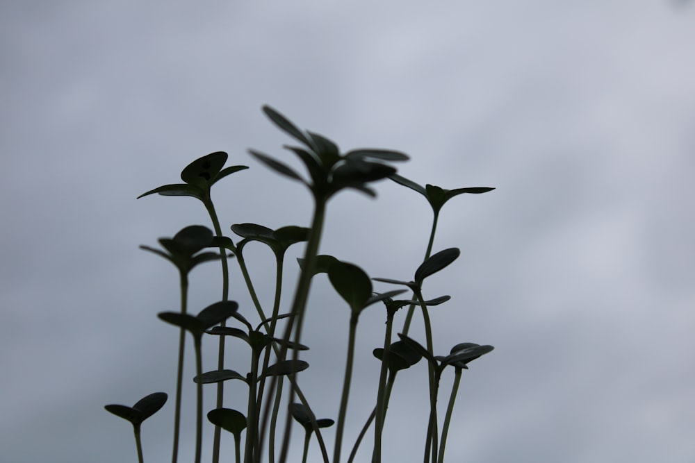 Un primer plano de un ramo de flores en un día nublado