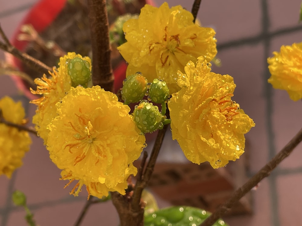 a close up of a tree with yellow flowers