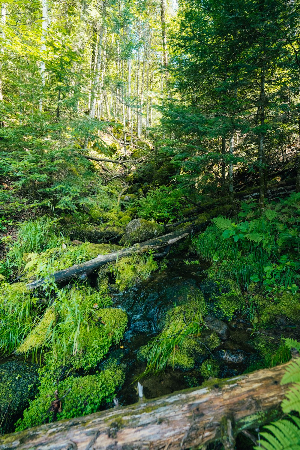 a stream running through a lush green forest