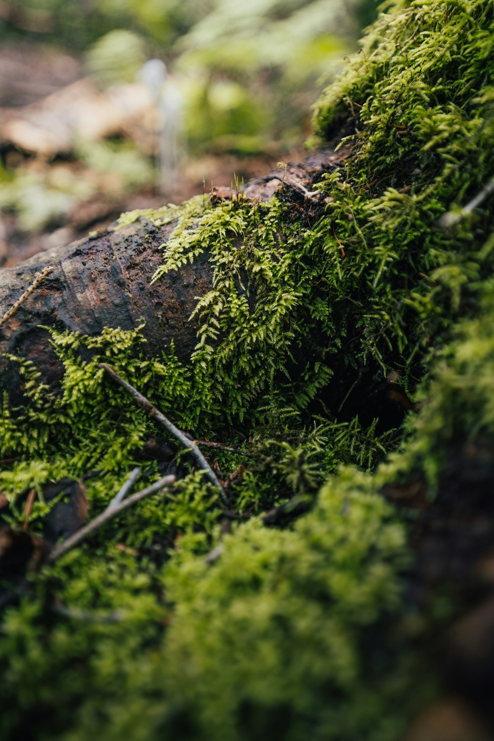 a close up of moss growing on a log