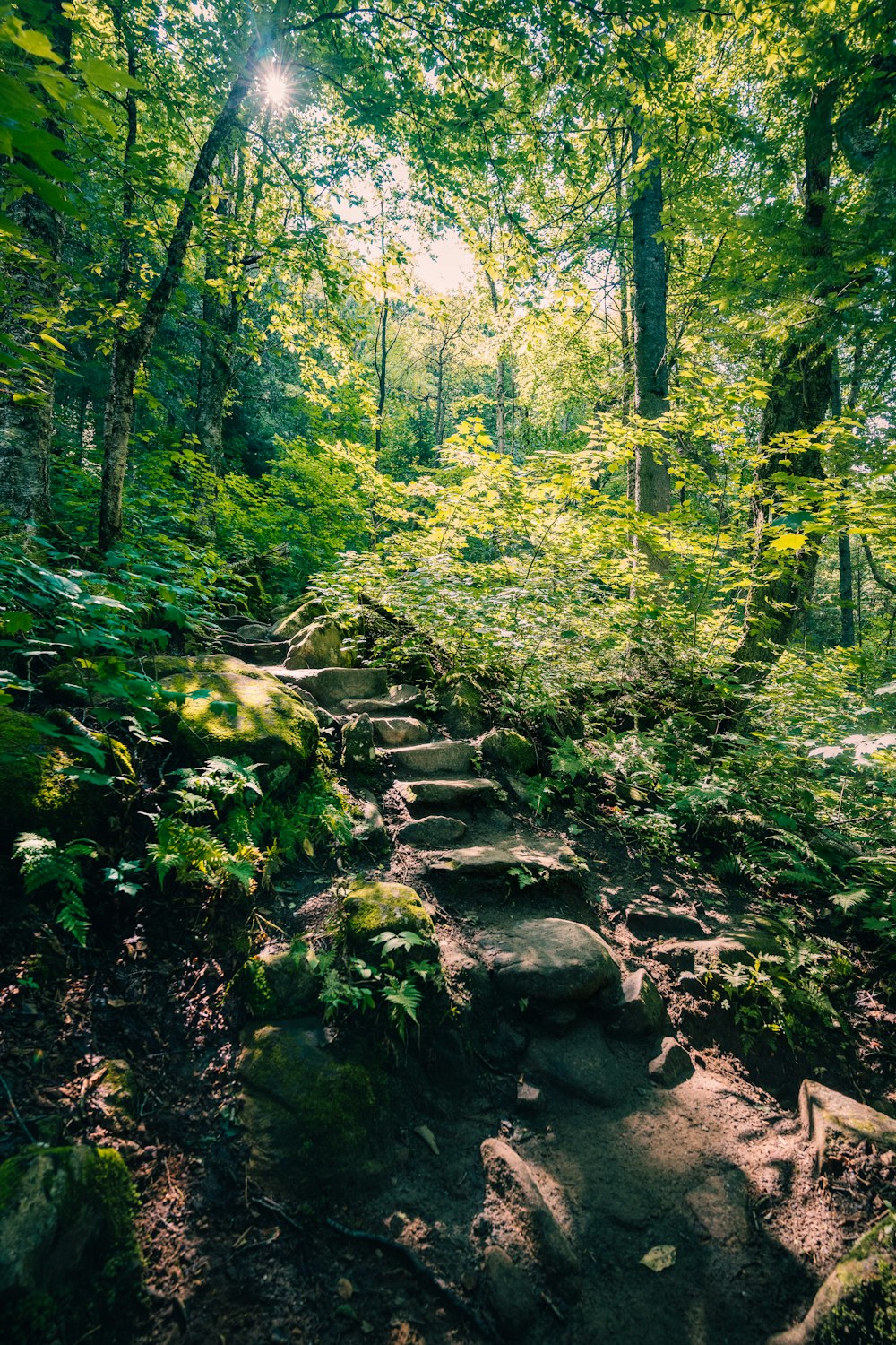 a path in the middle of a lush green forest