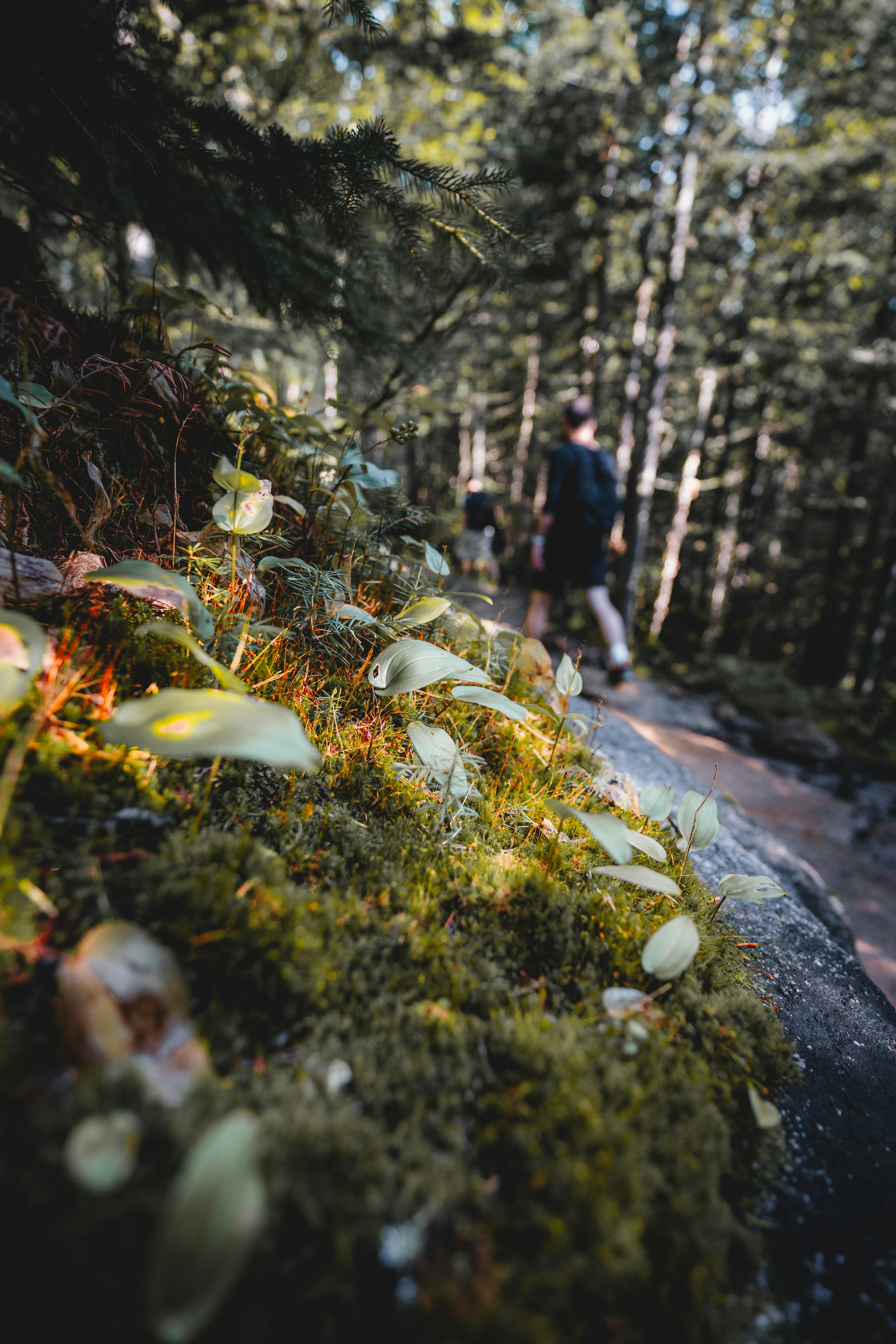 A man walking down a path in the woods photo – Free Vegetation Image on ...