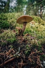 Two mushrooms are growing on a forest floor, surrounded by green moss and fallen leaves. The background consists of blurred trees and foliage, suggesting a natural woodland setting.