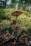 Two mushrooms are growing on a forest floor, surrounded by green moss and fallen leaves. The background consists of blurred trees and foliage, suggesting a natural woodland setting.