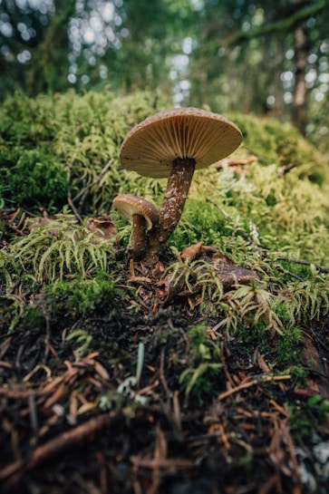 Two mushrooms are growing on a forest floor, surrounded by green moss and fallen leaves. The background consists of blurred trees and foliage, suggesting a natural woodland setting.