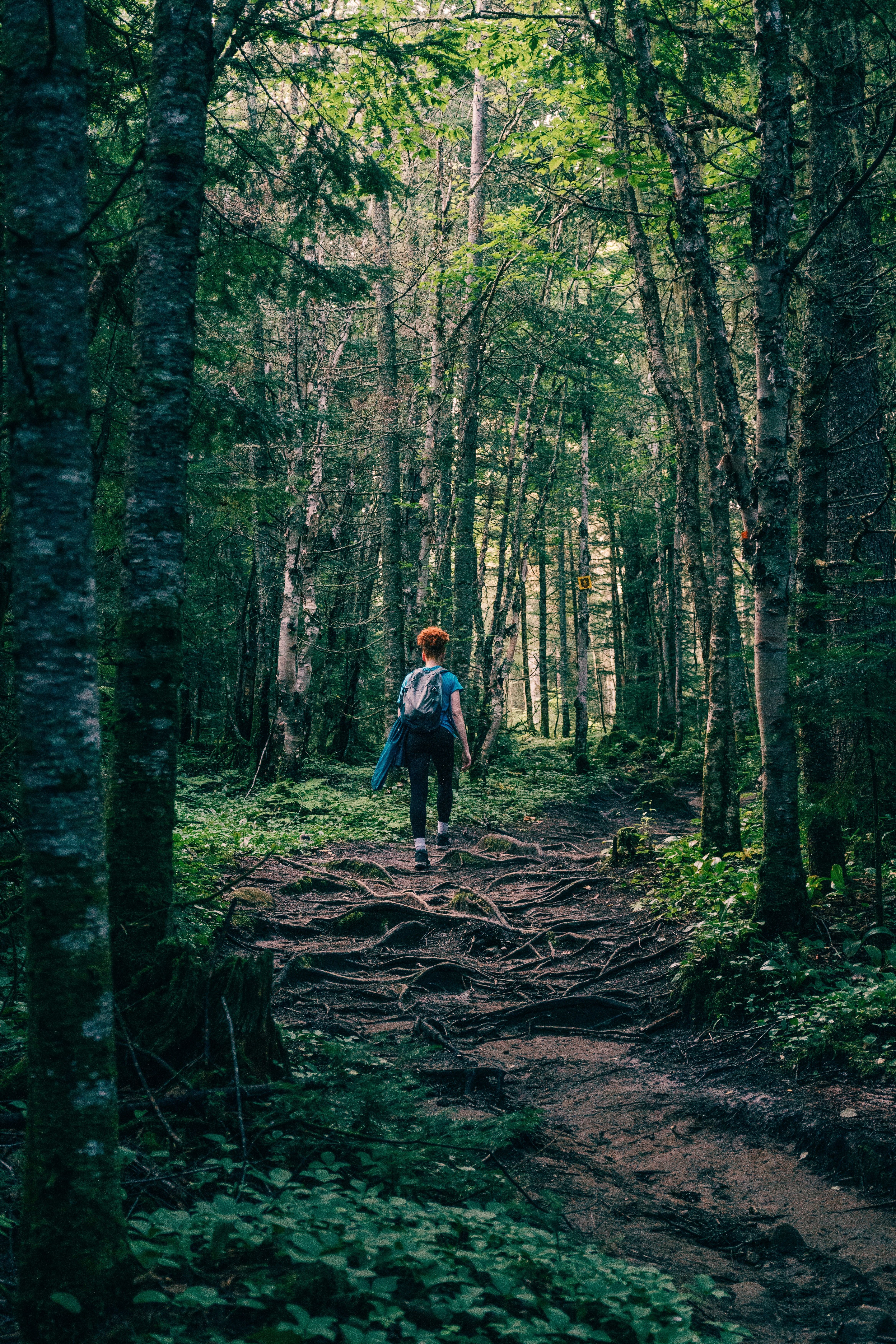 eine person mit einem rucksack, die durch einen wald geht