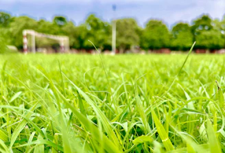 Close-up of a football on lush green grass with a blurred scoreboard in the background.
