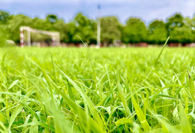 Close-up of a football on lush green grass with a blurred scoreboard in the background.
