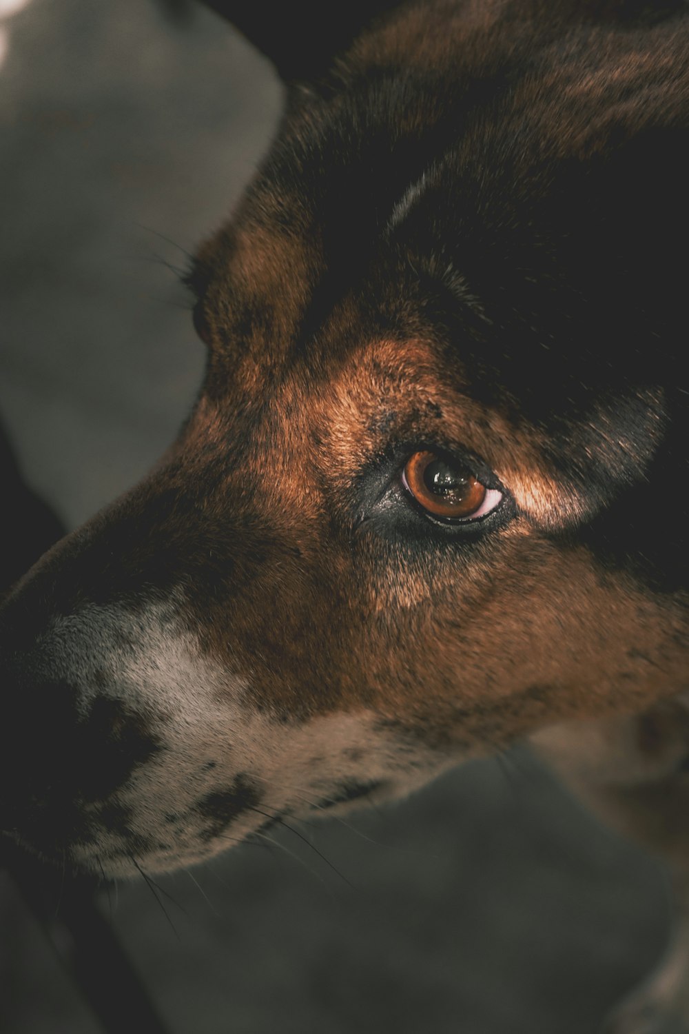a close up of a brown and black dog's face