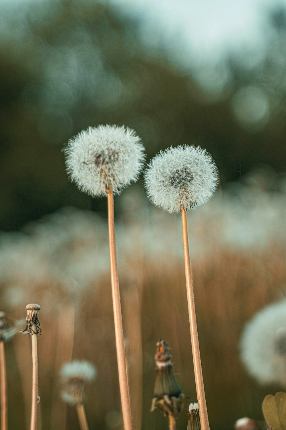 a group of dandelions blowing in the wind