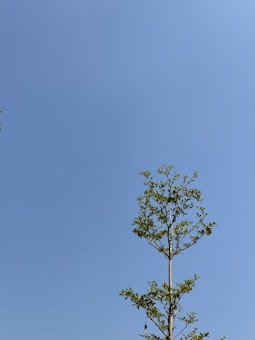 A tall, slender tree with sparse green leaves stands against a clear blue sky, capturing a sense of simplicity and calm.
