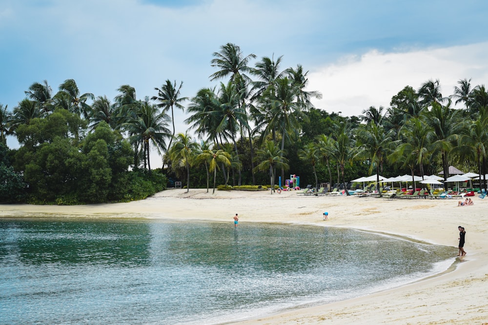 une plage de sable avec des palmiers et des parasols