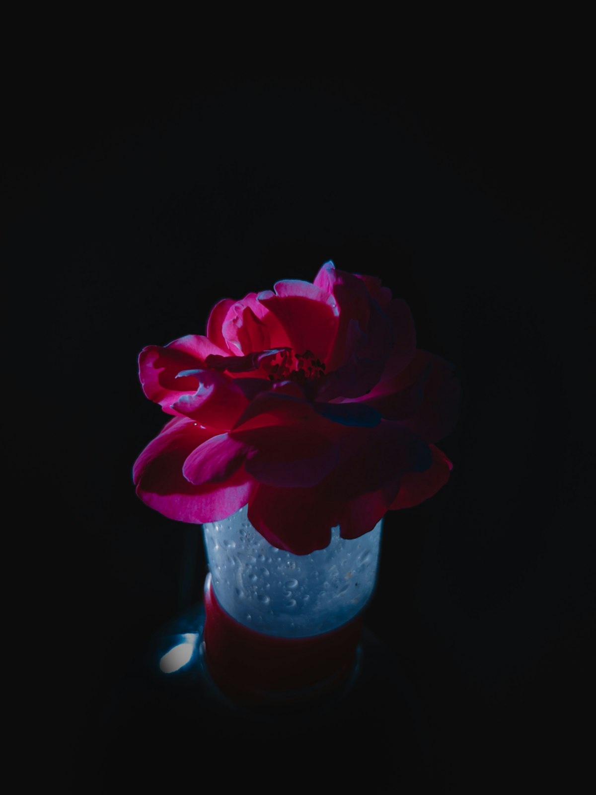 검은 배경 위 붉은 장미 &mdash; 포트레이트 오브 어 레이디의 어둡고 관능적인 로즈 무드