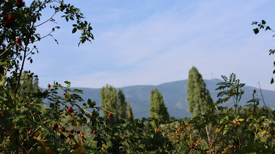 Mountain range view through trees on Vitosha Mountain