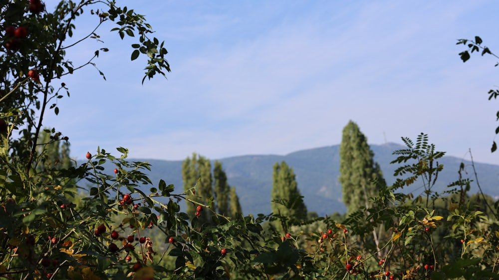 a view of a mountain range through the trees