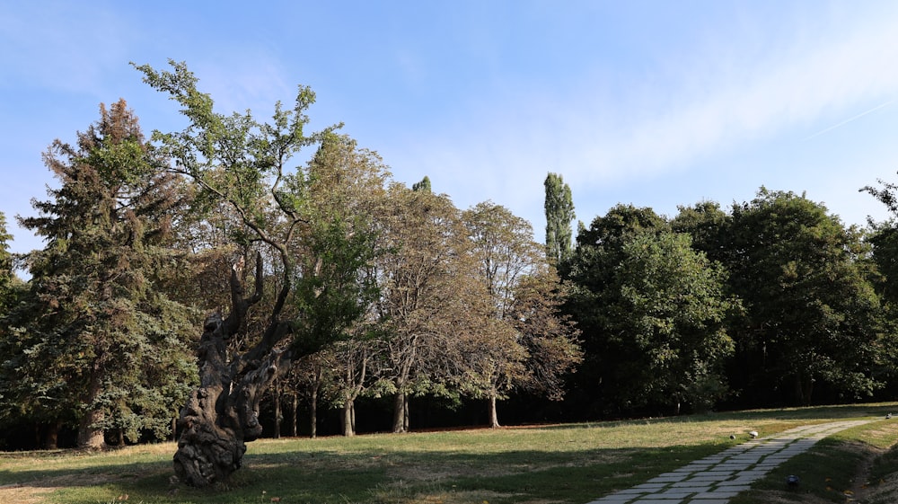 a grassy field with a stone path in the middle of it