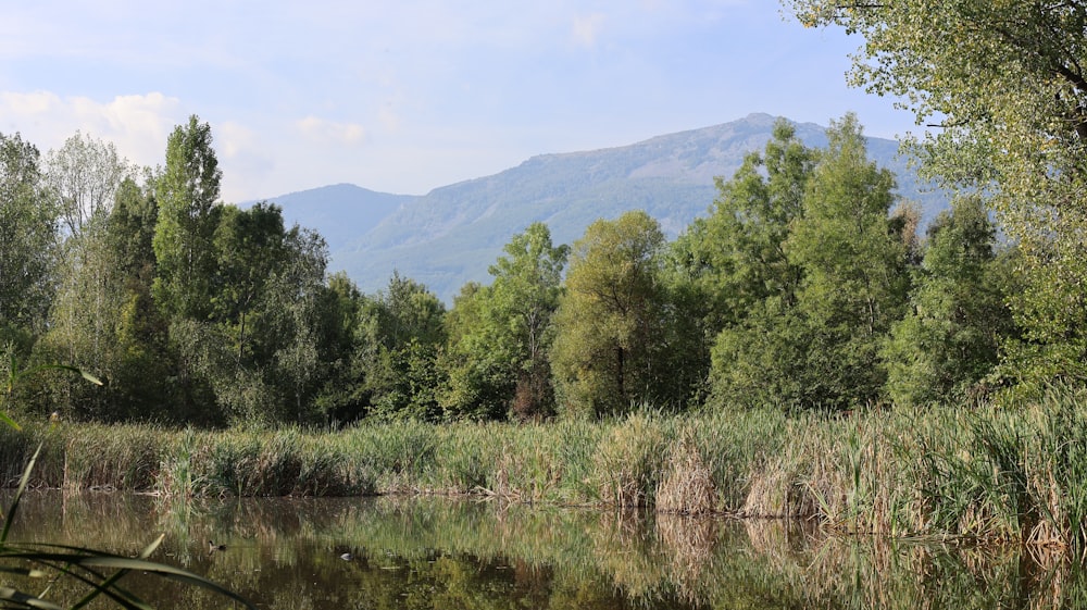 a body of water surrounded by trees and mountains