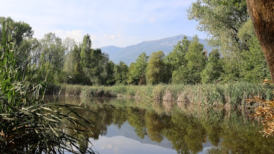 A serene landscape featuring a calm, reflective body of water surrounded by lush green trees and vegetation. In the background, a mountain range is visible under a clear blue sky. Tall grasses frame the foreground, enhancing the sense of tranquility.