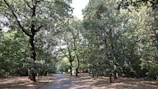 A serene shot of Anoop Suri walking through a quiet park, reflecting