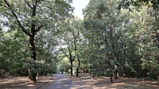 A serene park path with a person walking calmly, earbuds in, enjoying a mindful walk.