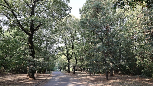 A serene morning walk along a shaded park trail with soft sunlight filtering through trees.