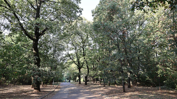 A serene outdoor scene with a person walking thoughtfully along a tree-lined path.