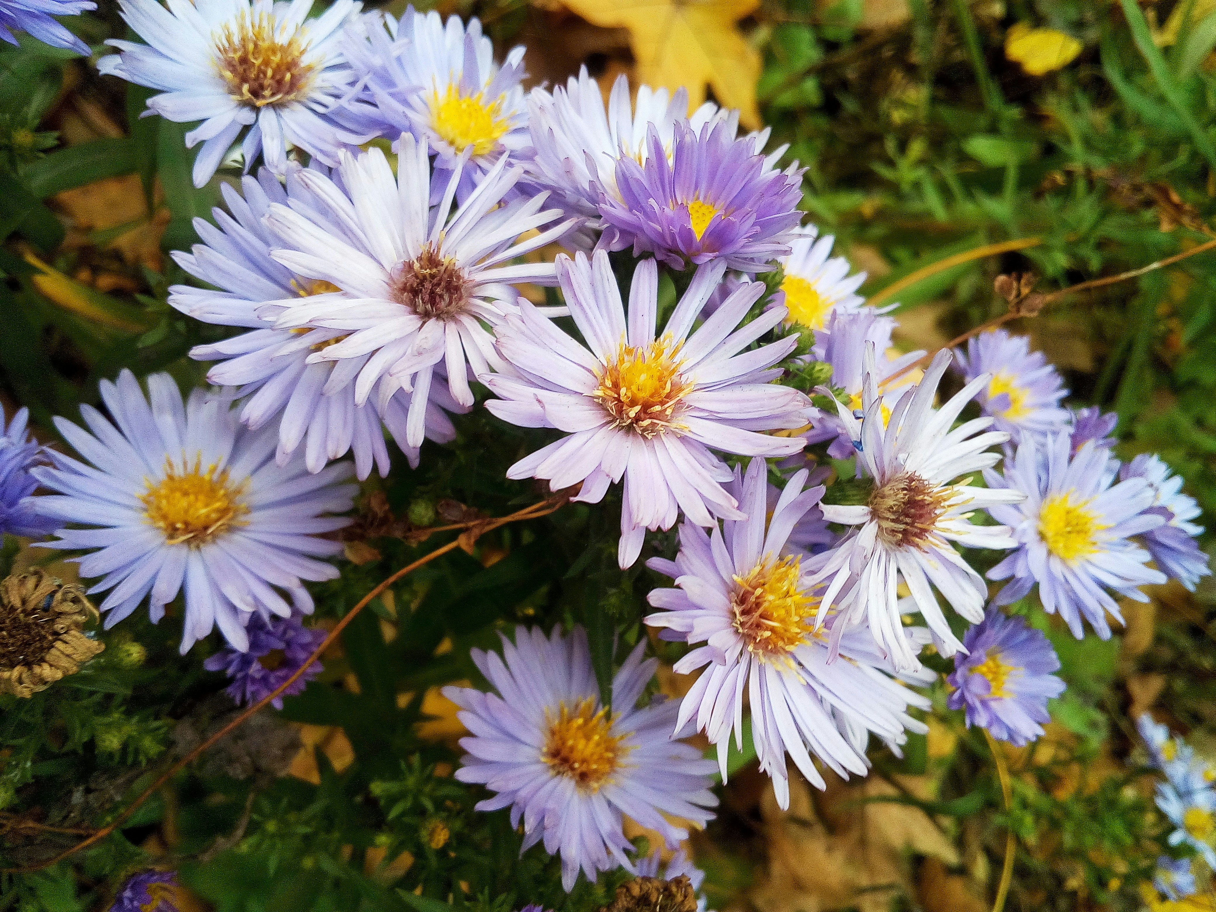 a bunch of purple flowers with yellow centers