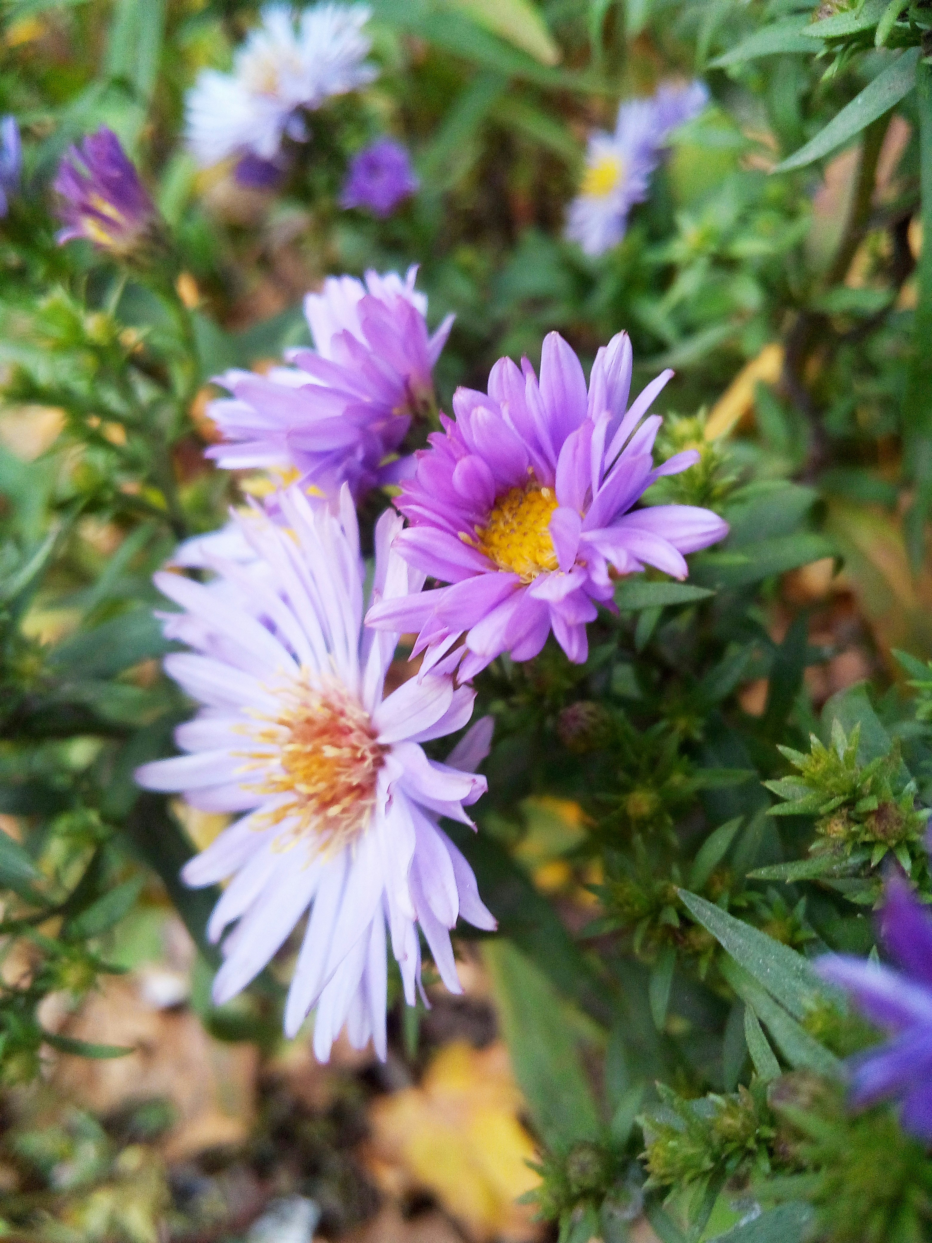 Photo by dmitry_burdakov