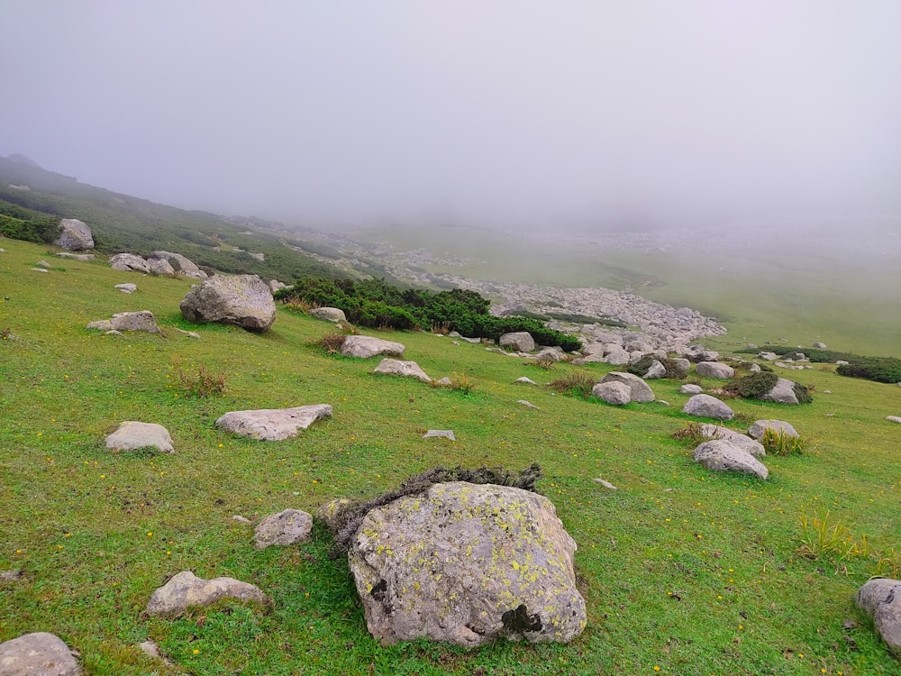 um campo gramado com pedras e grama em um dia de nevoeiro
