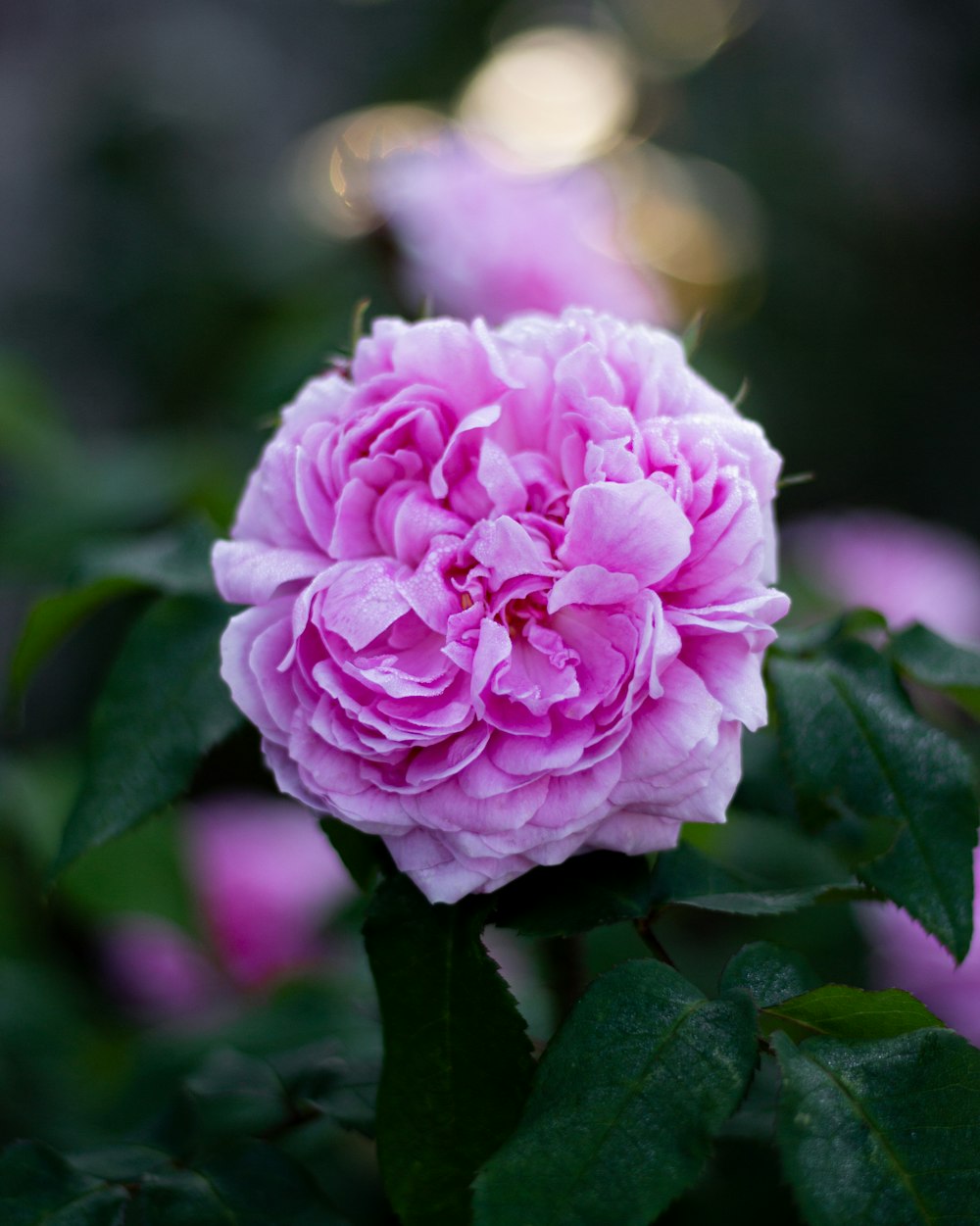 a close up of a pink flower with green leaves