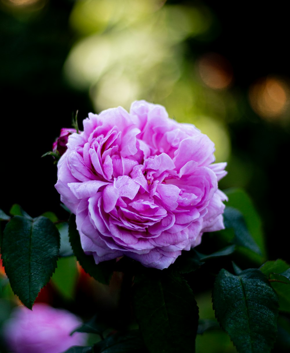 a pink flower is blooming in a garden