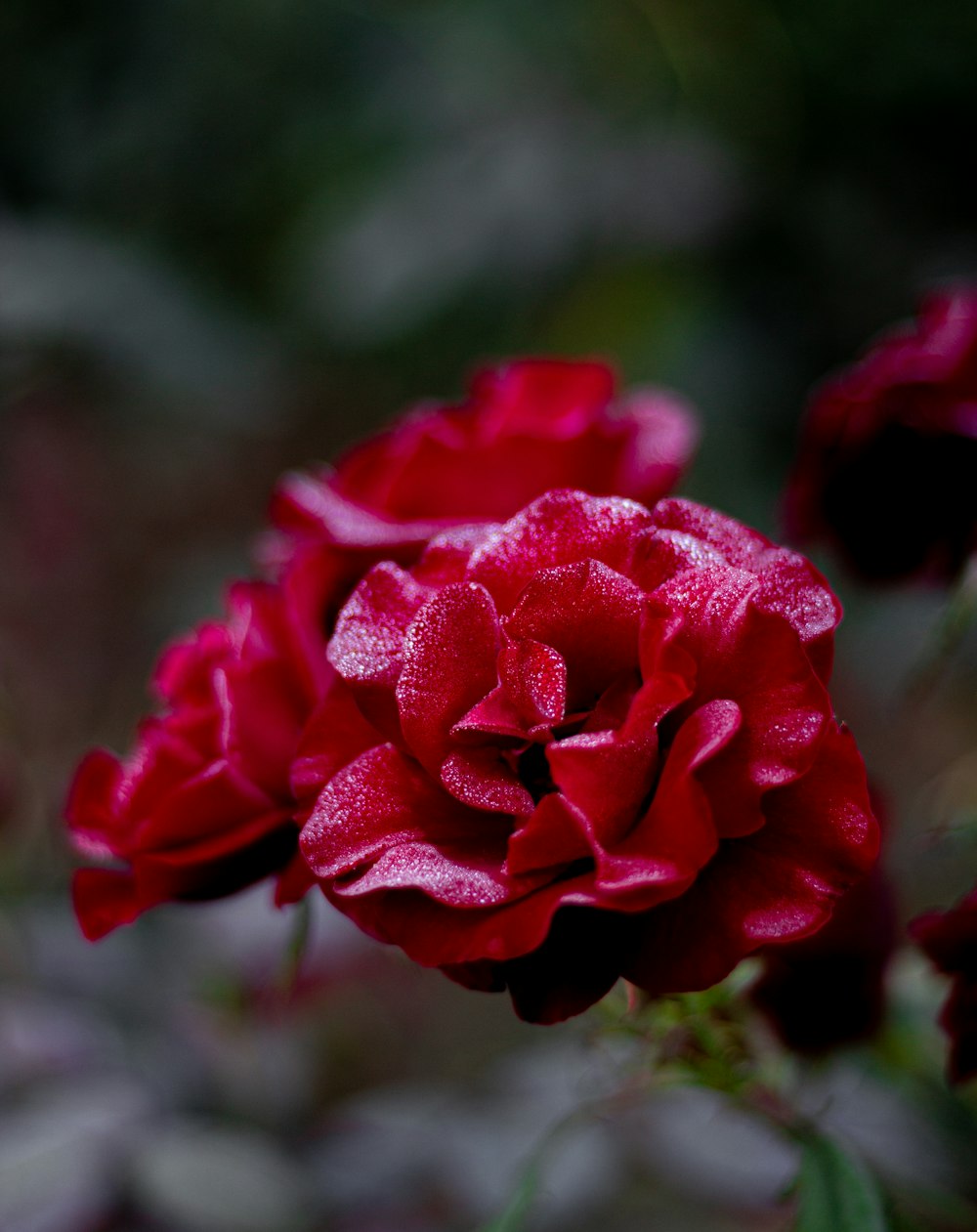 a close up of a red flower with water droplets on it