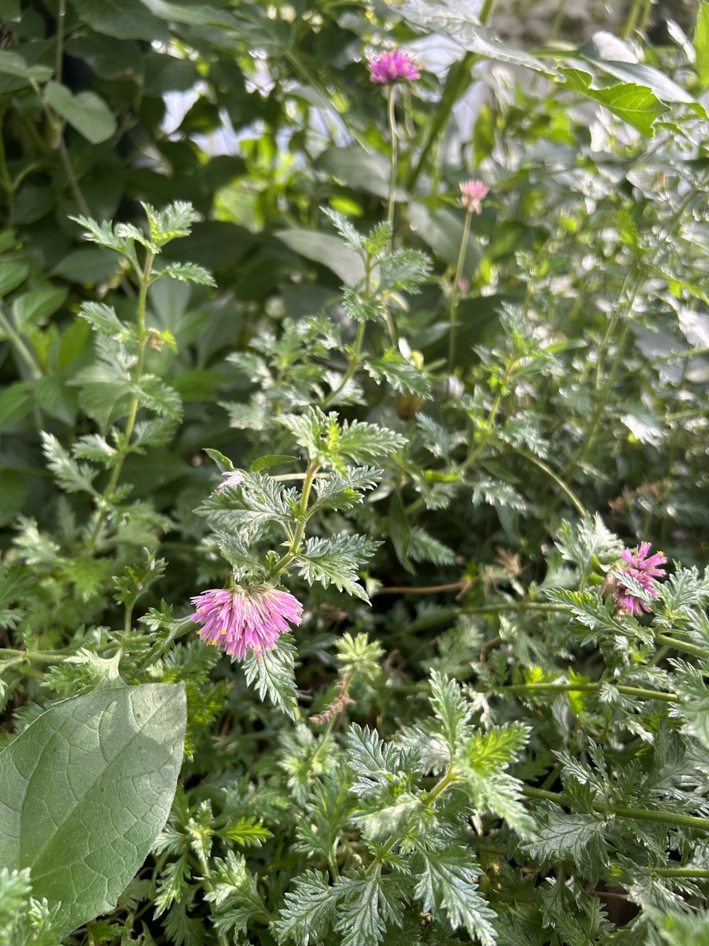 a bunch of flowers that are in the grass