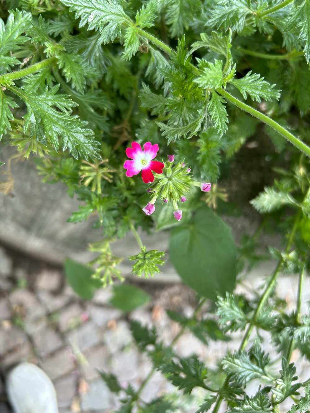 a pink and white flower sitting on top of a green plant