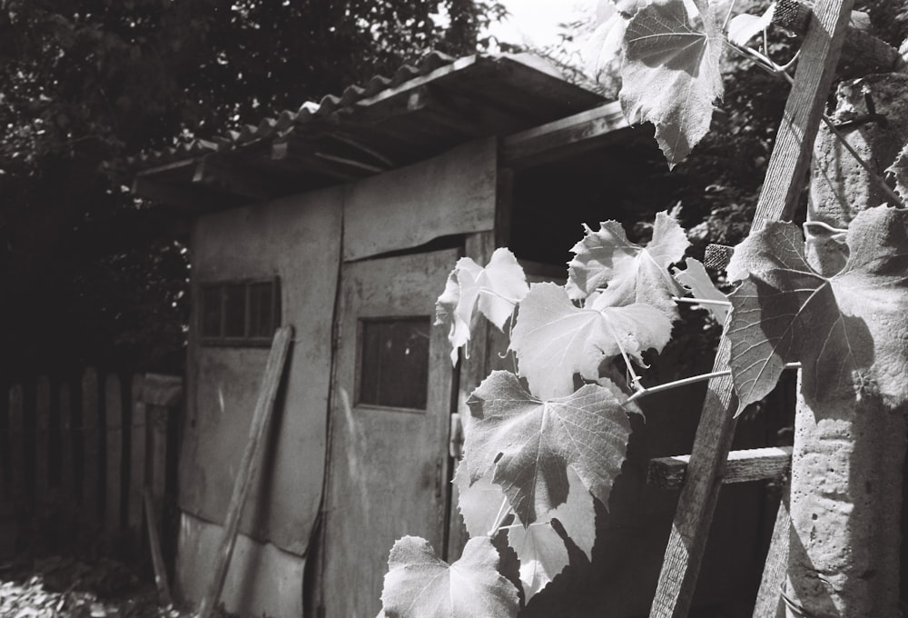 a black and white photo of a leafy vine