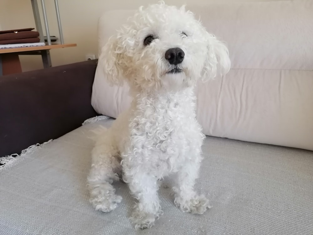 a white dog sitting on top of a bed