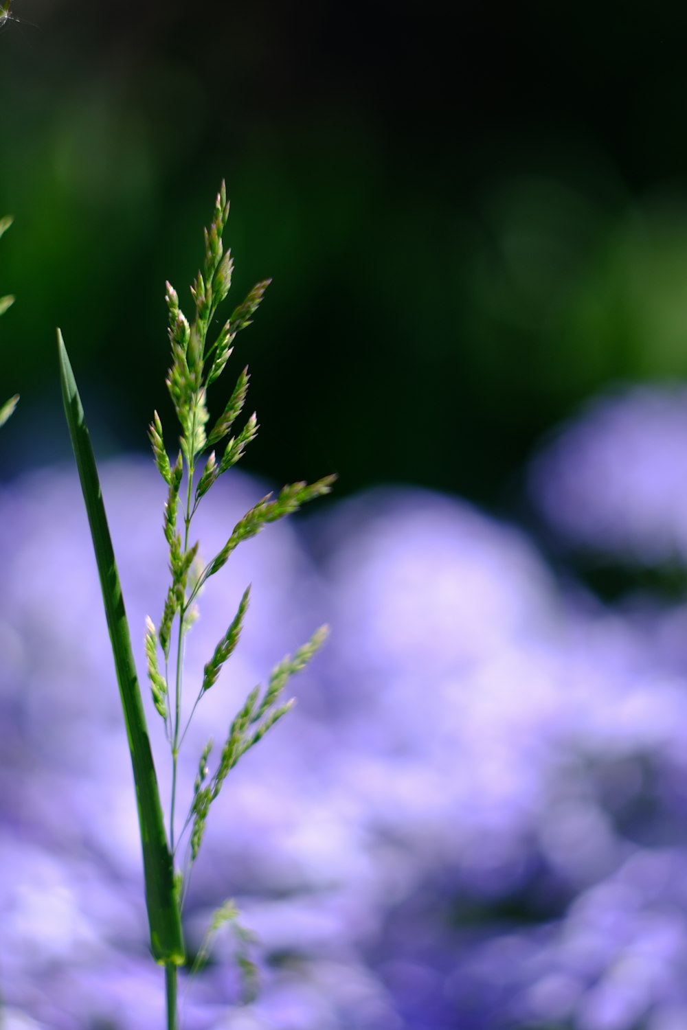 a close up of a plant with a blurry background