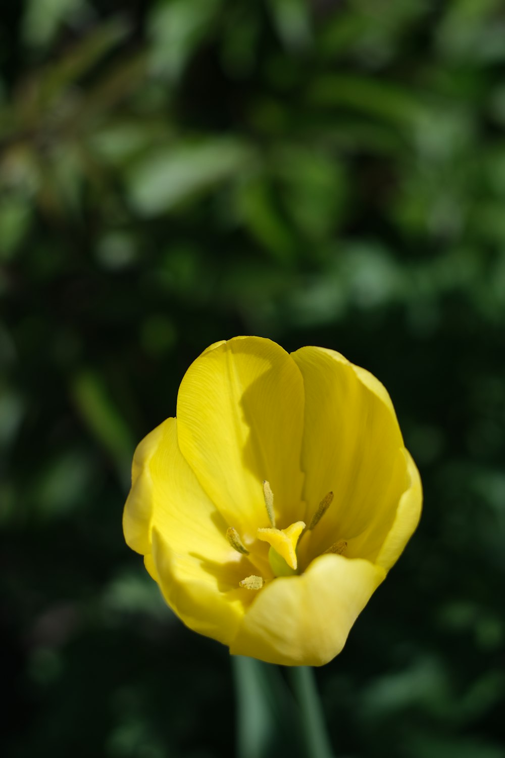 a single yellow flower with a blurry background