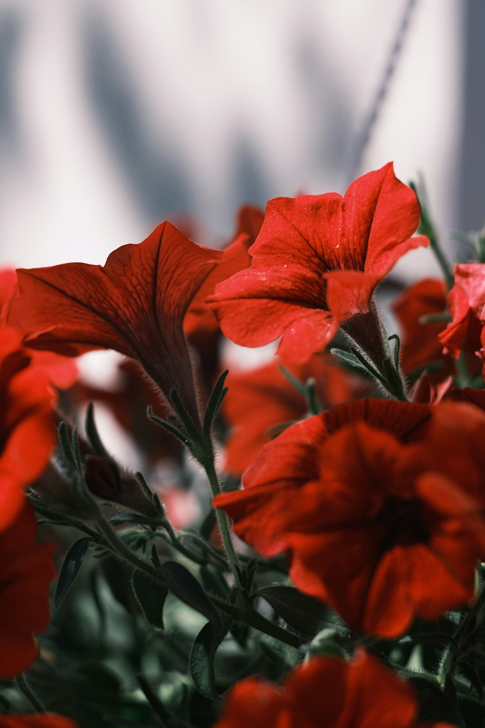 ein Strauß roter Blumen, die sich in einer Vase befinden