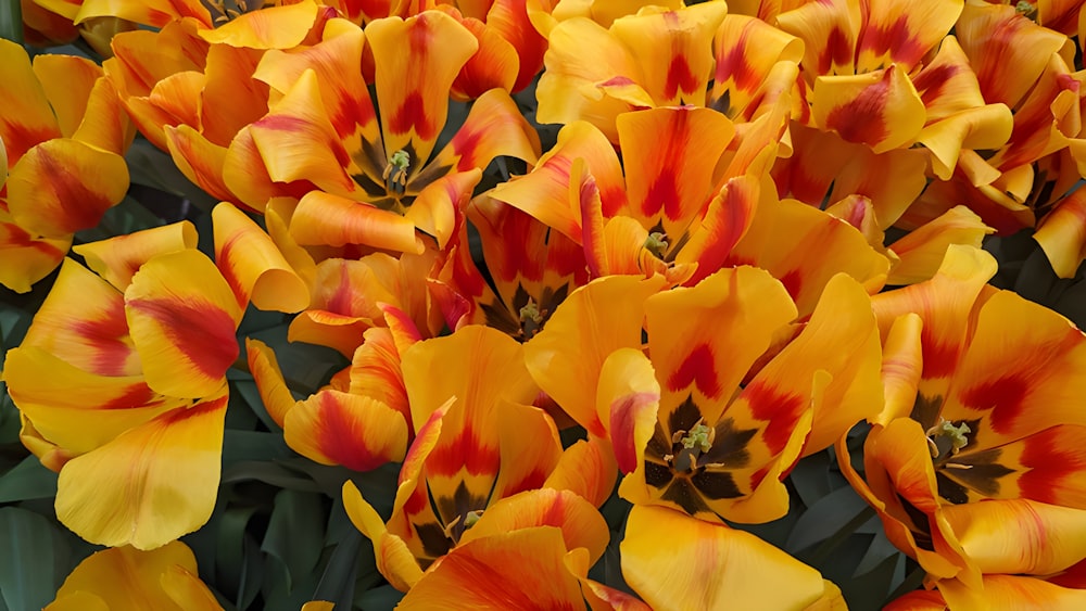 a bunch of yellow and red flowers with green leaves