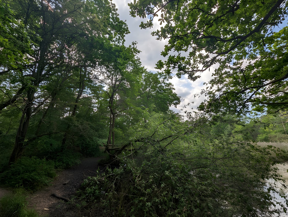 a fallen tree in the middle of a forest